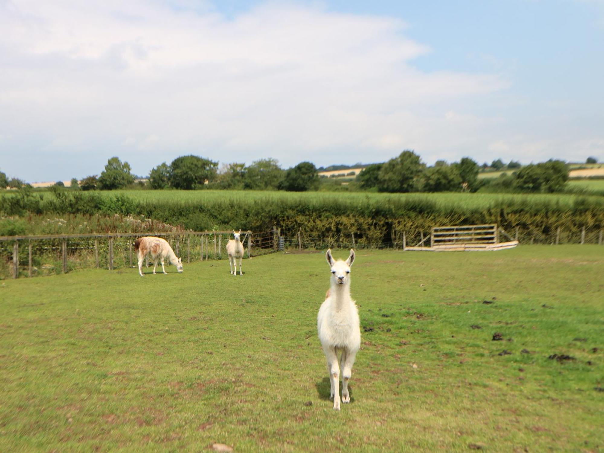 Cornfield Villa Northallerton Ngoại thất bức ảnh